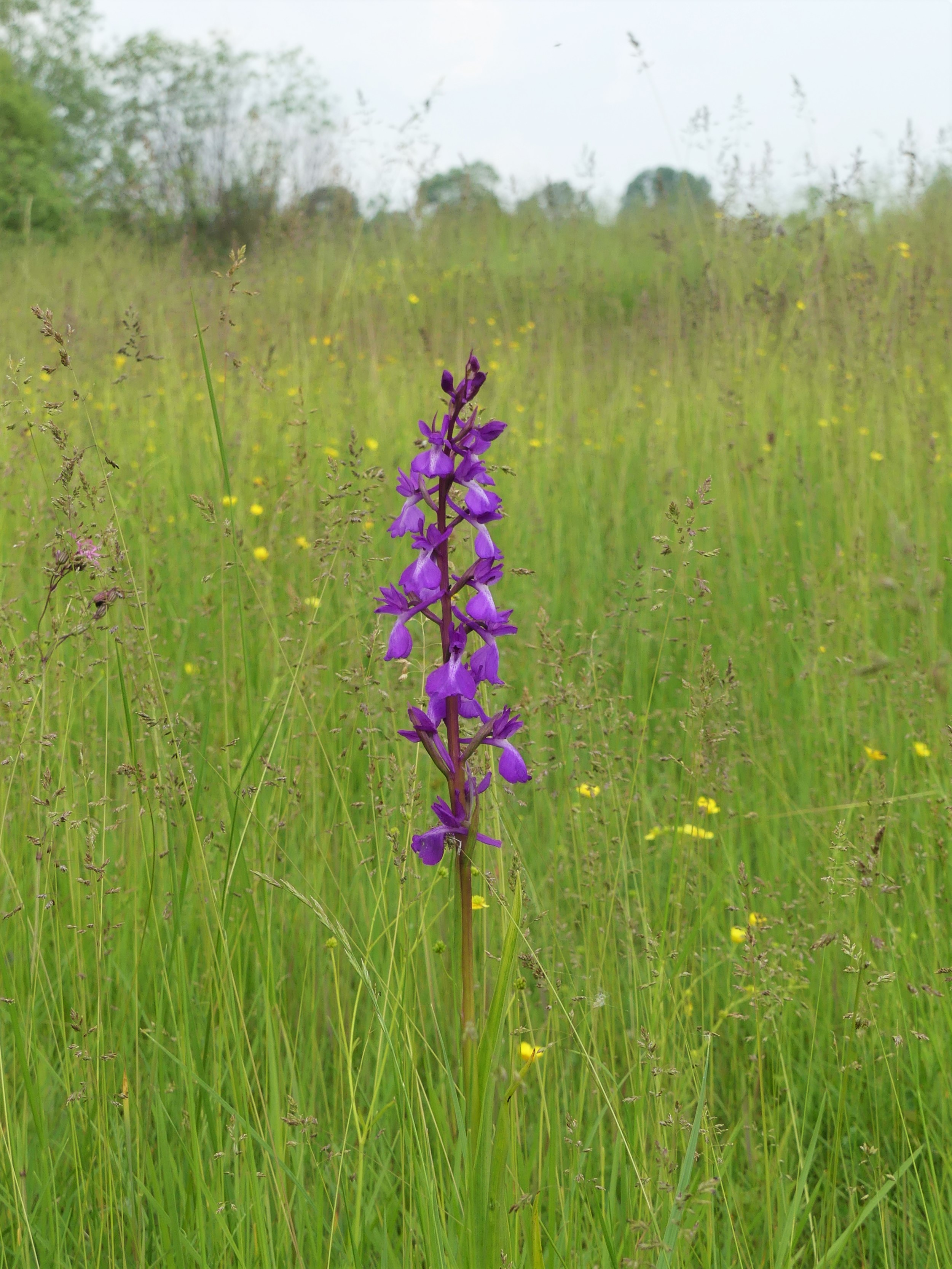 Mocsári kosbor (fotó: Lengyel Hajnalka)