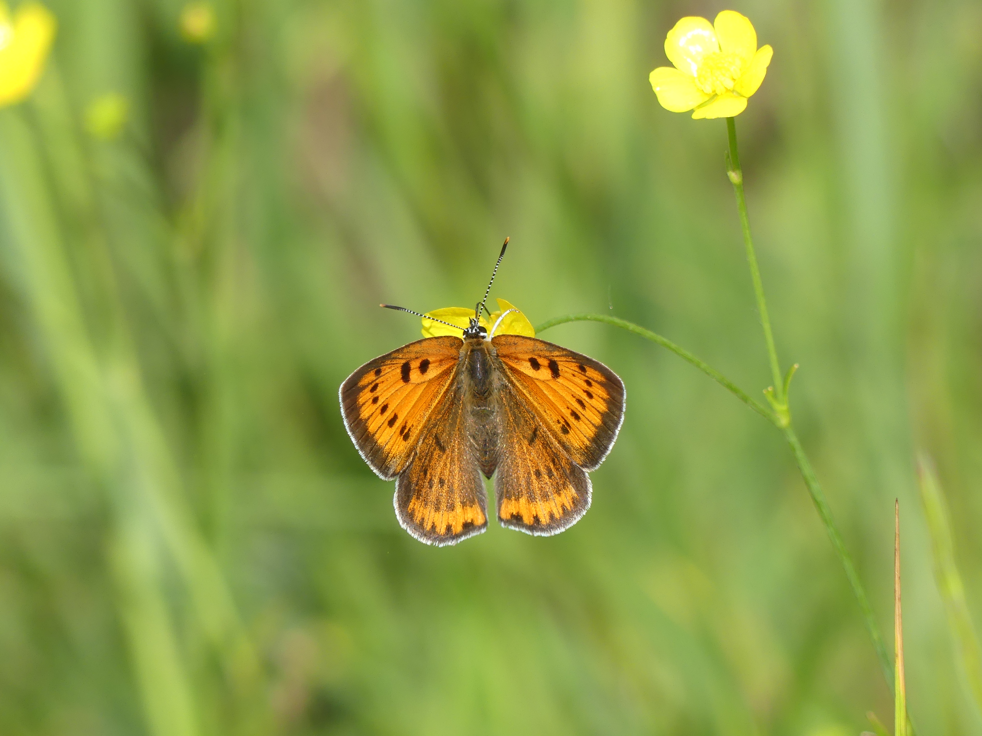 Nagy tűzlepke (fotó: Lengyel Hajnlaka)