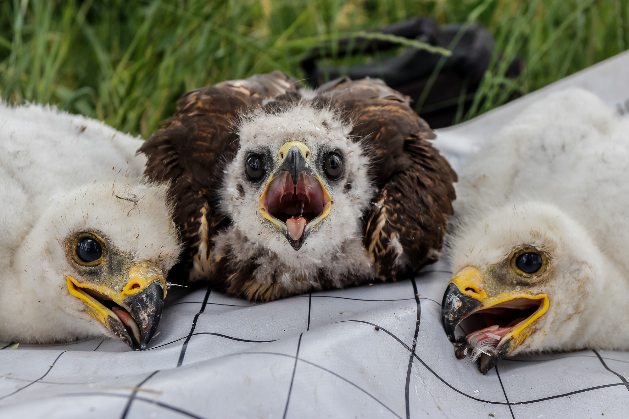 Egerészölyv-fióka parlagisas-fészekben, 2020-ban: a kisebb termetű, gyorsabban növekvő és valószínűleg idősebb ölyvfióka repülő- és testtollai előbb kifejlődtek, ezért már sötét színű, míg a mostohatestvér sasfiókák még mindig a kikeléskori fehér pihés tollazatukat viselik (fotó: Horváth Márton)