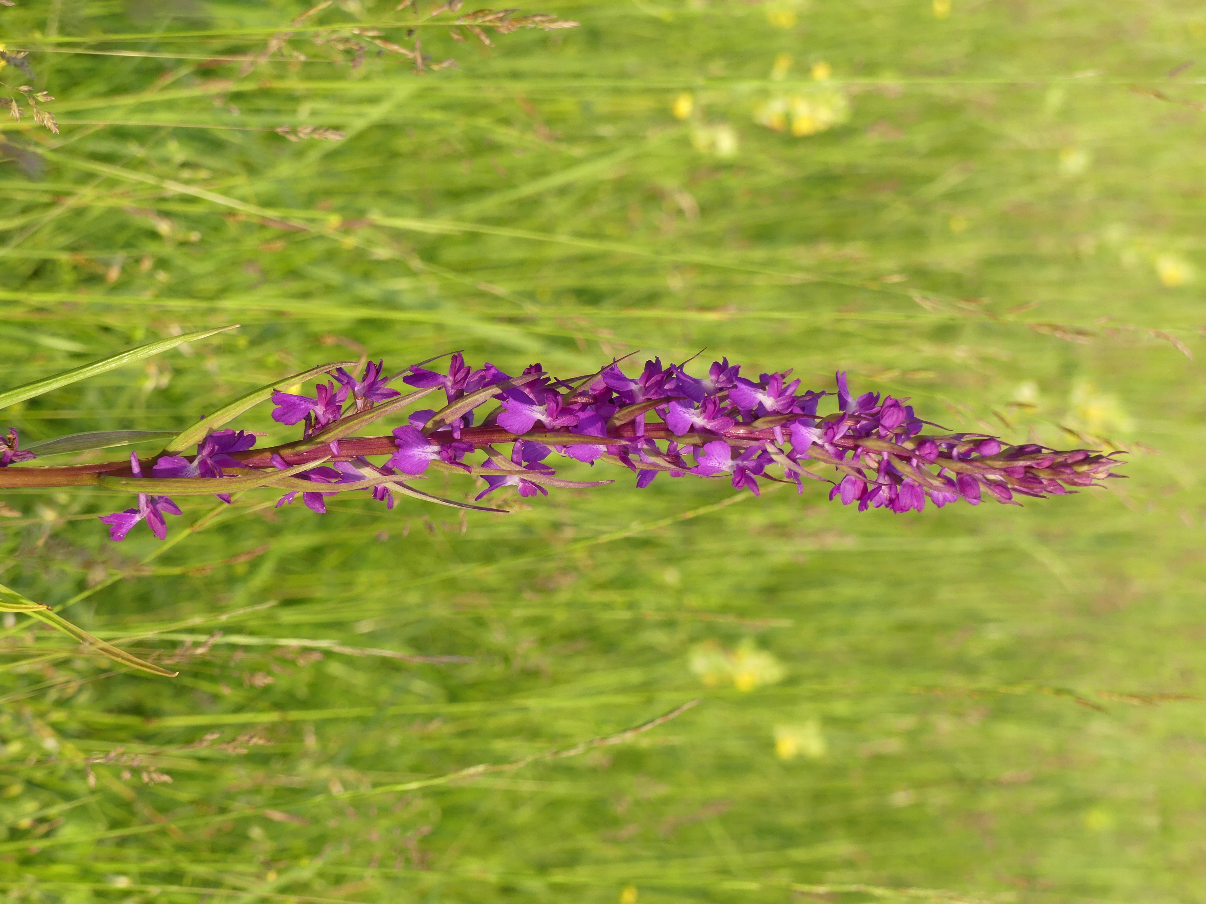 Pompás kosbor (fotó: Lengyel Hajnalka)