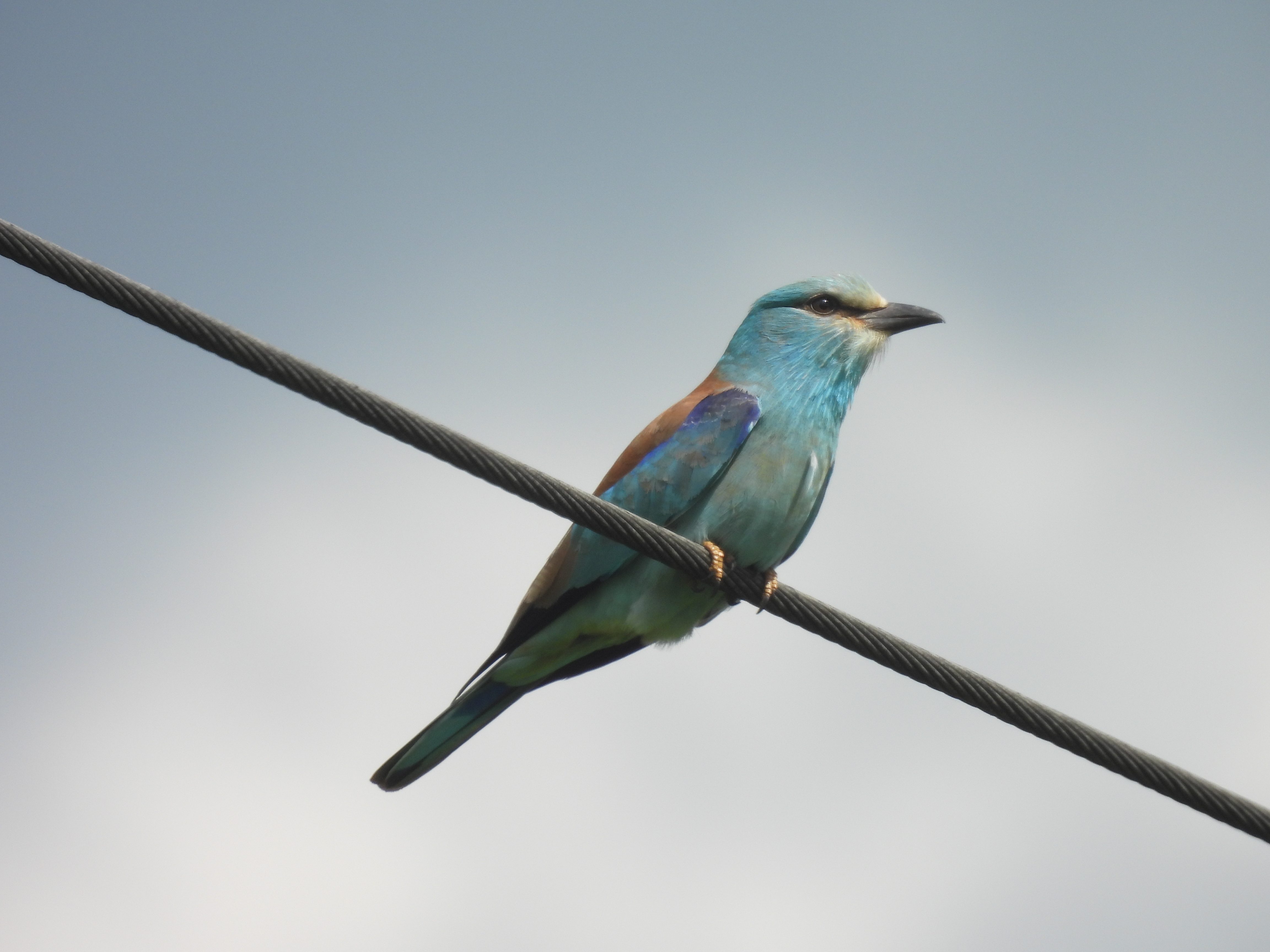 Szalakóta (fotó: Kiricsi Ágnes)