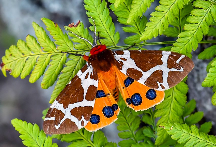 Közönséges medvelepke