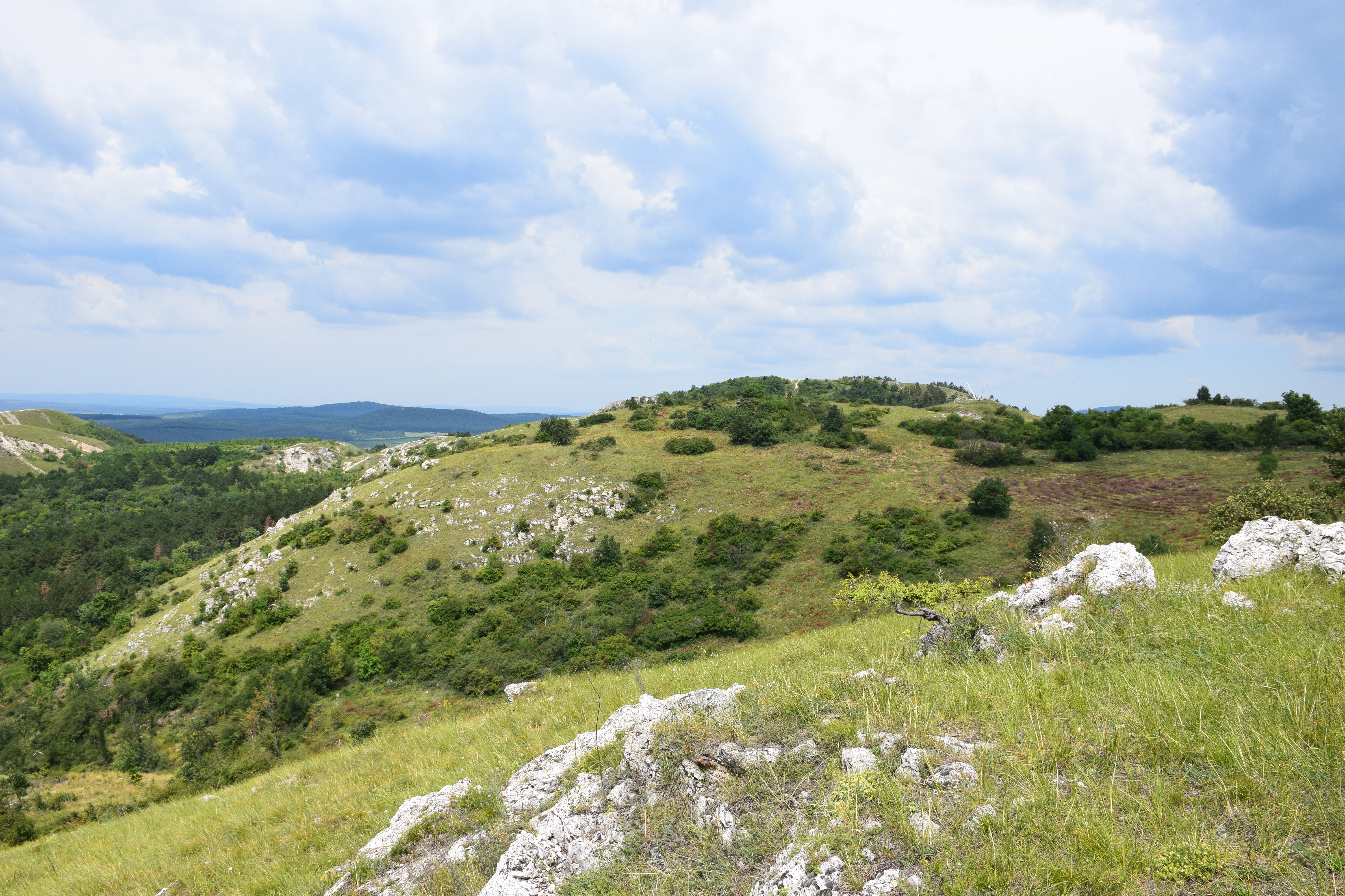 Kaszpi haragossikló élőhelye (Fotó: Babocsay Gergely)