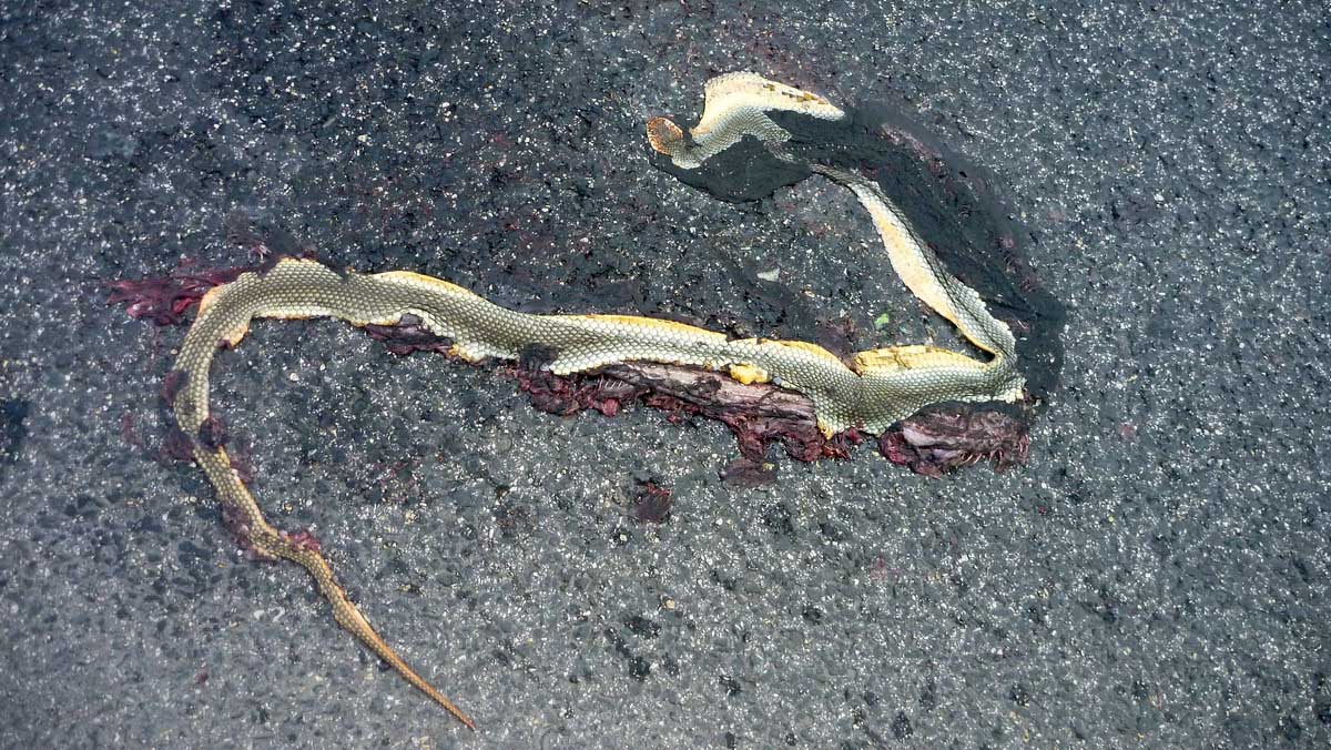 Elütött haragossikló Pakson. A közutak sajnos nagyon nagy veszélyt jelentenek a nagy távolságokat megtevő siklókra. (Fotó: Halpern Bálint)