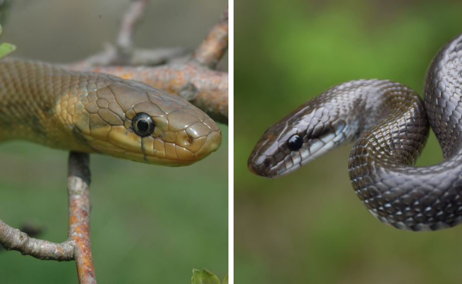 Erdei sikló (Zamenis longissimus) normál és szürke változata. (Fotó: Babocsay Gergely)