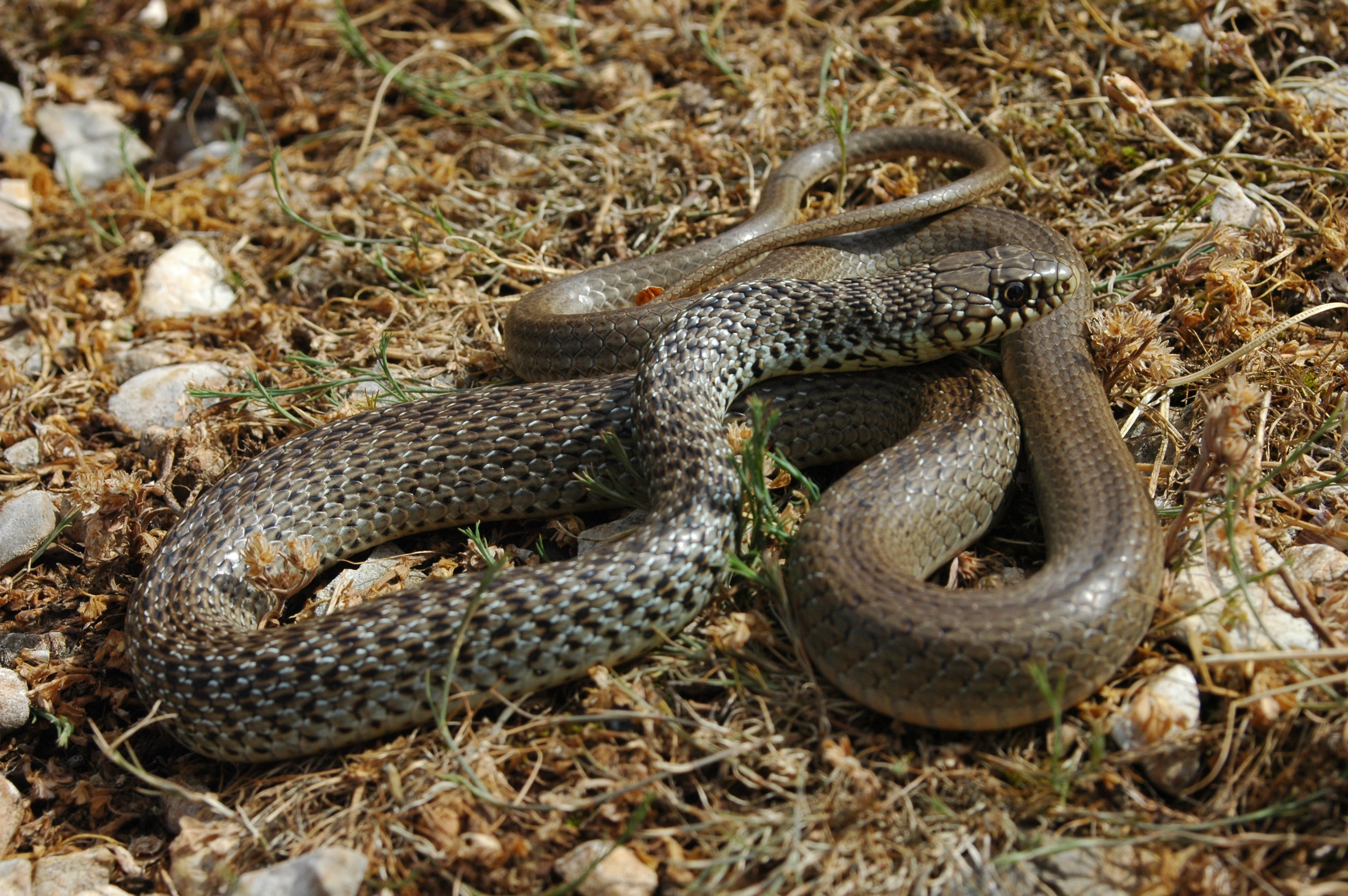 Balkáni haragossikló (Hierophis gemonensis) megjelenésében emlékeztet a fiatalabb kaszpi haragossiklókra, de nem nő meg 1 méternél nagyobbra. (Fotó: Babocsay Gergely)