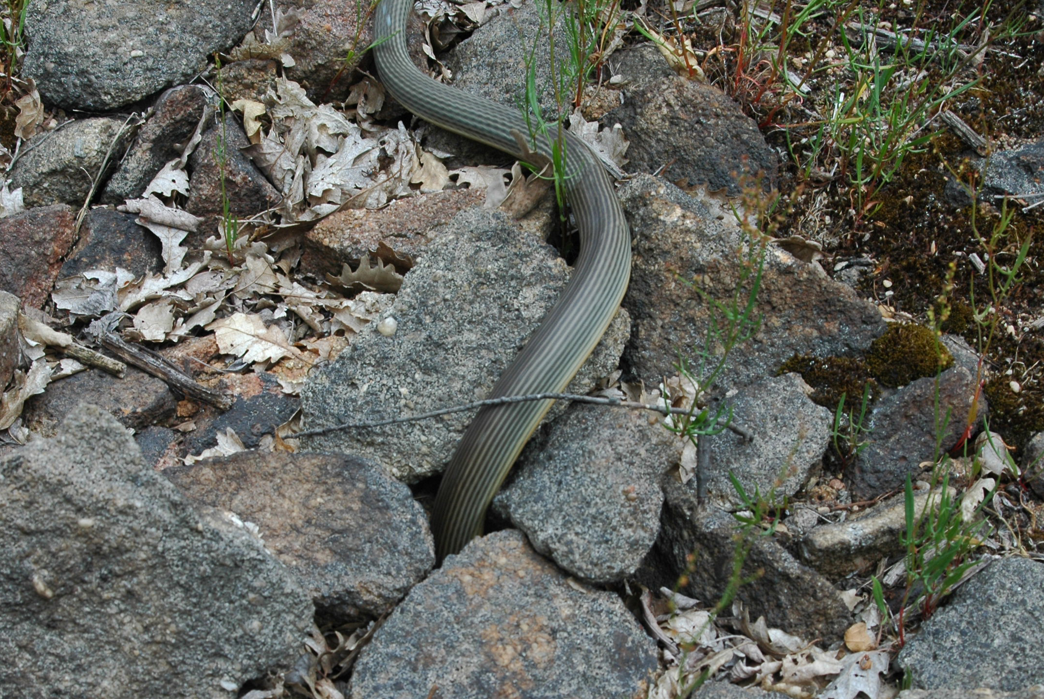 “Csíkos sikló”. A szem előtt (jelen esetben a fényképező lencséje előtt) gyorsan elhaladó kaszpi haragossikló pikkelyeinek sárga vonalkái összefüggő csíkká olvadnak össze a flikker-fúziós hatásnak nevezett jelenség (ezen alapult egykor a kockákból álló mozgófilm vetítése) következtében, amitől az kígyó egész teste csíkosnak tűnik.