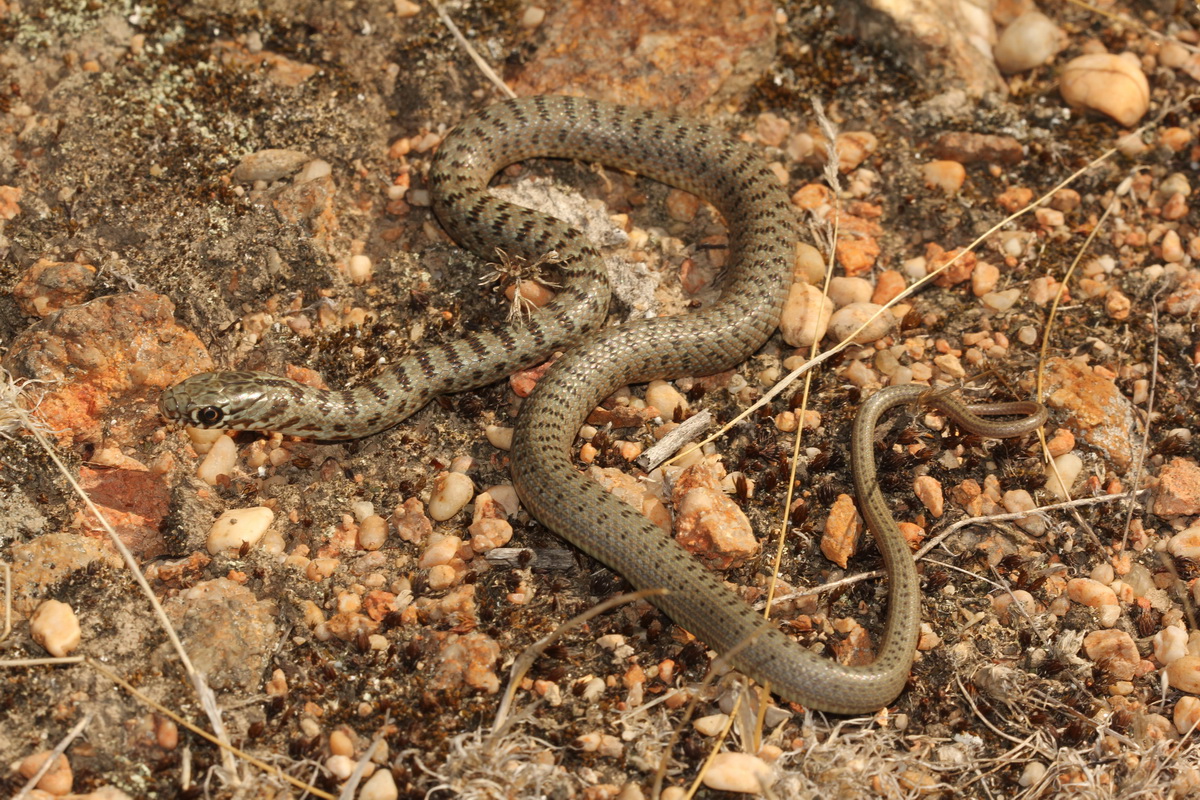Kaszpi haragossikló frissen kelt példánya. (Fotó: Halpern Bálint)