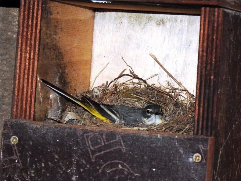 hegyi billegető odúban