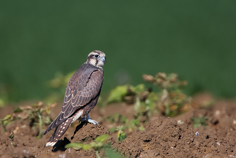 Kerecsensólyom (fotó: Csonka Péter)