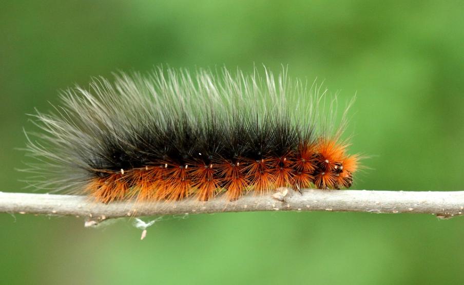A közönséges medvelepke szőrös hernyója sokak számára „papmacska” néven ismert (fotó: Pribéli Levente)