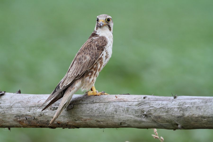 Kerecsensólyom (Fotó: Csonka Péter)