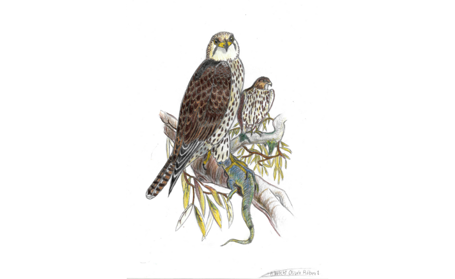 2. helyezett: Albrecht Olivér Róbert (2011)