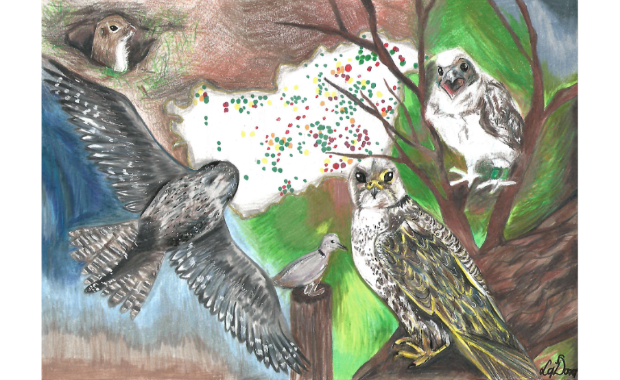 1. helyezett: Lapis Dóri (2009)