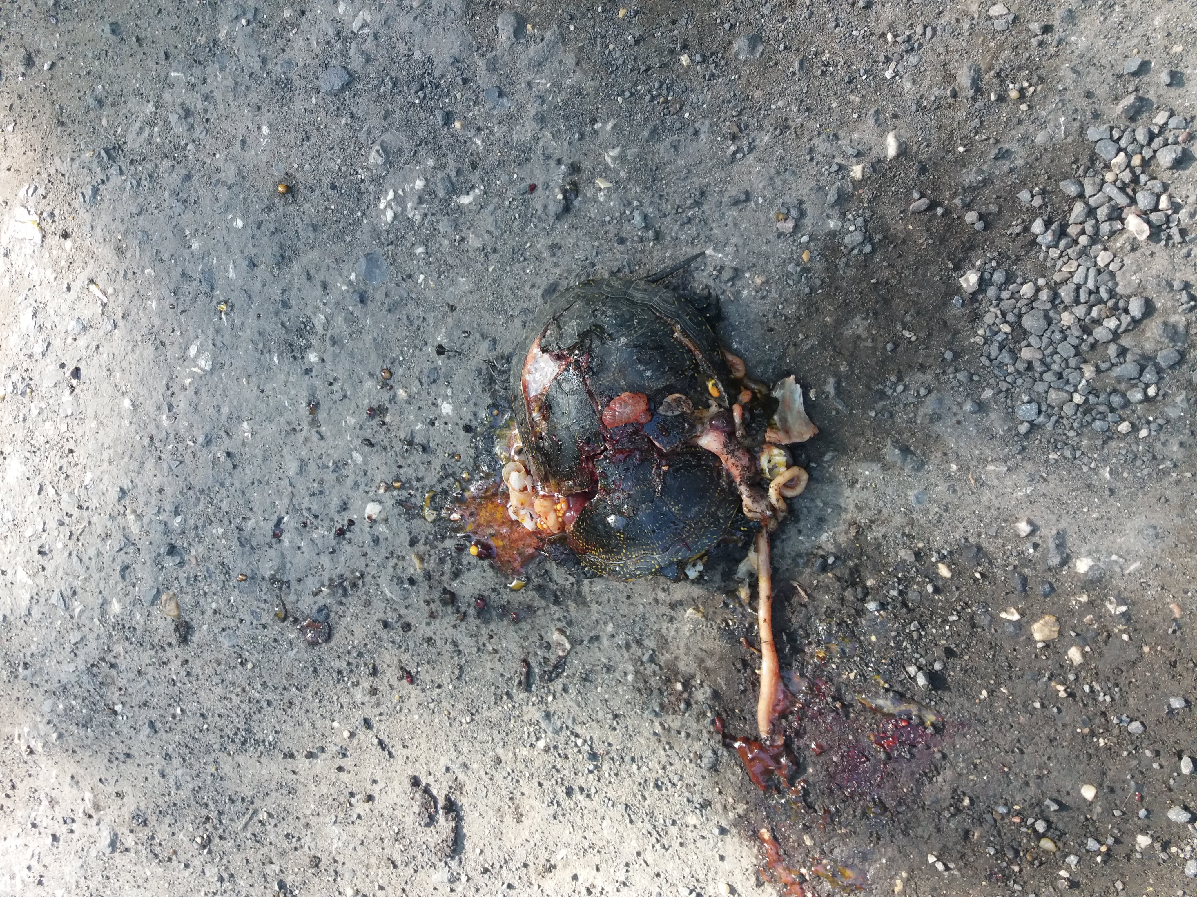 Úton elütött, tojásait lerakni igyekvő nőstény mocsári teknős (Fotó: Csernak Roland, forrás: Herptérkép)