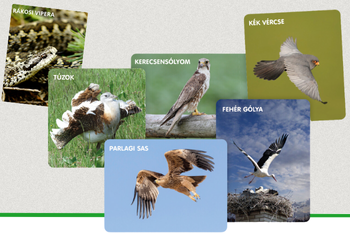 6 kiemelt faj - 6 fajvédelmi projekt