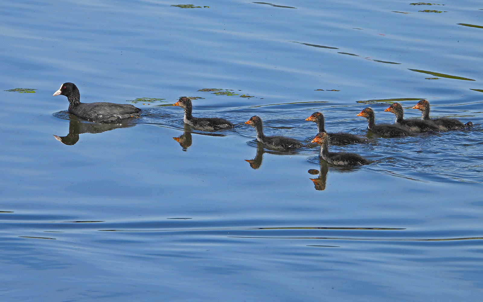Szárcsa szülő vezeti fiókáit (Fotó: Nagy Károly)