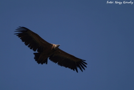 Fakó keselyű (Fotó: Nagy Károly).