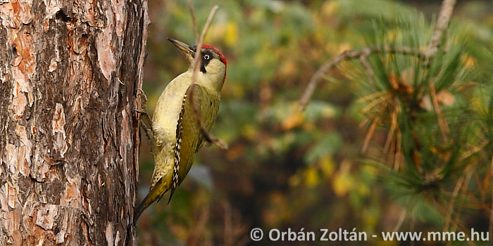 Zöld küllő