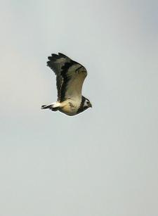 2012 év madara az egerészölyv (Fotó: Kovács András - RaptorImages.hu).