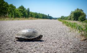 Mocsári teknős a Tisza-tó egyik gátján (Fotó: Pálvölgyi Krisztina, forrás: Herptérkép))