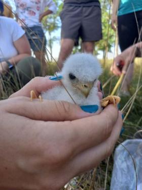 Kék vércse fióka ( Fotó: Jó Enikő)