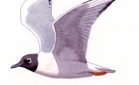 Bonaparte