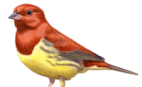 Vörhenyes