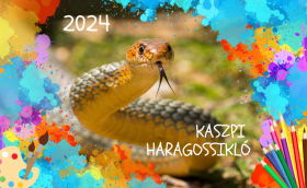 Kaszpi haragossikló rajzpályázat