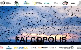 FALCOPOLIS honalp (MME)