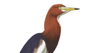 ardbac