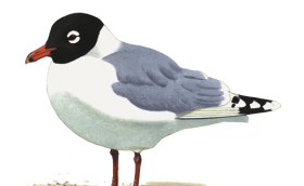 larpip