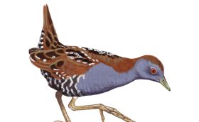porpus