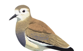 vanleu