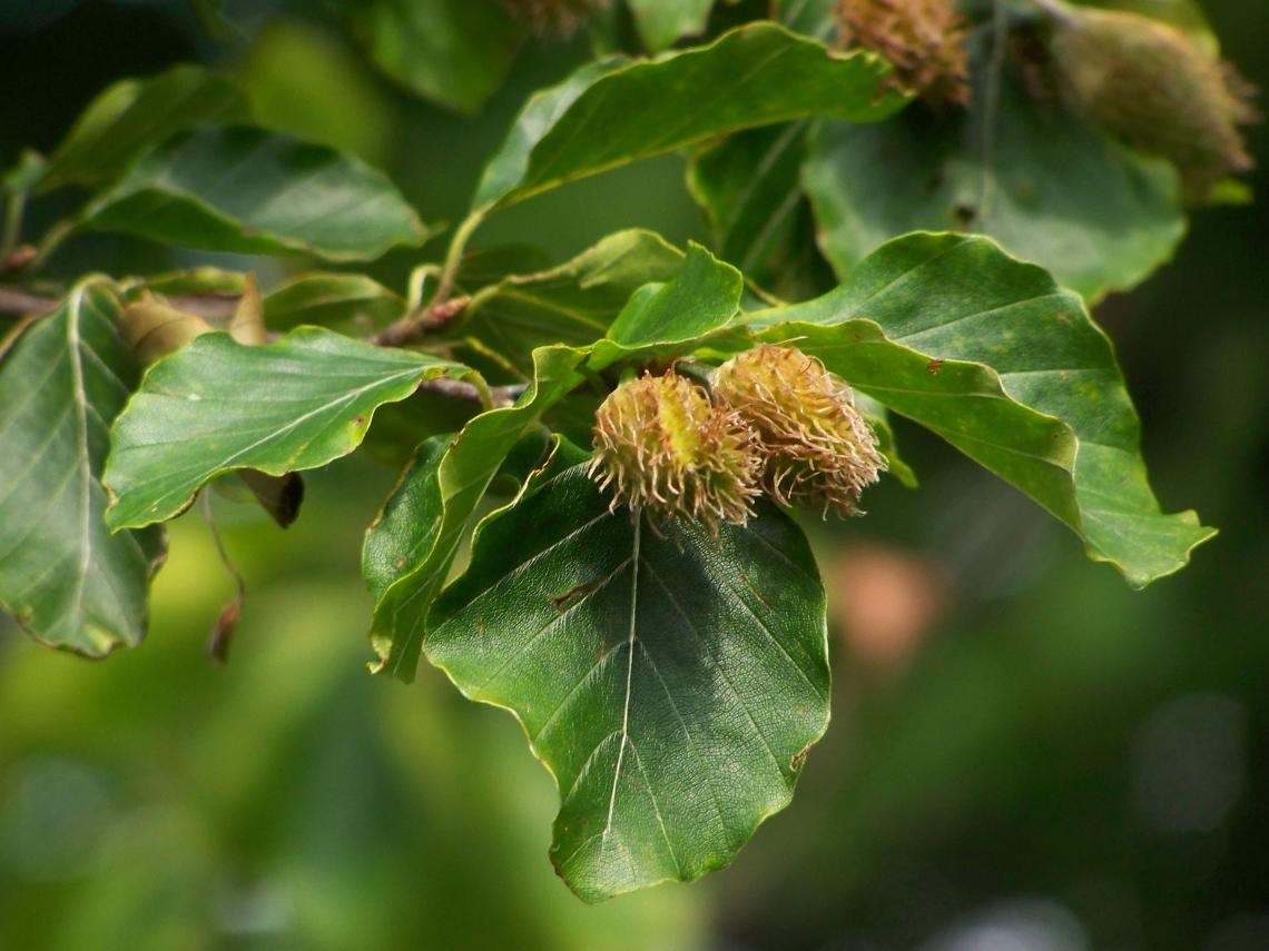 bükk_Fagus_sylvatica
