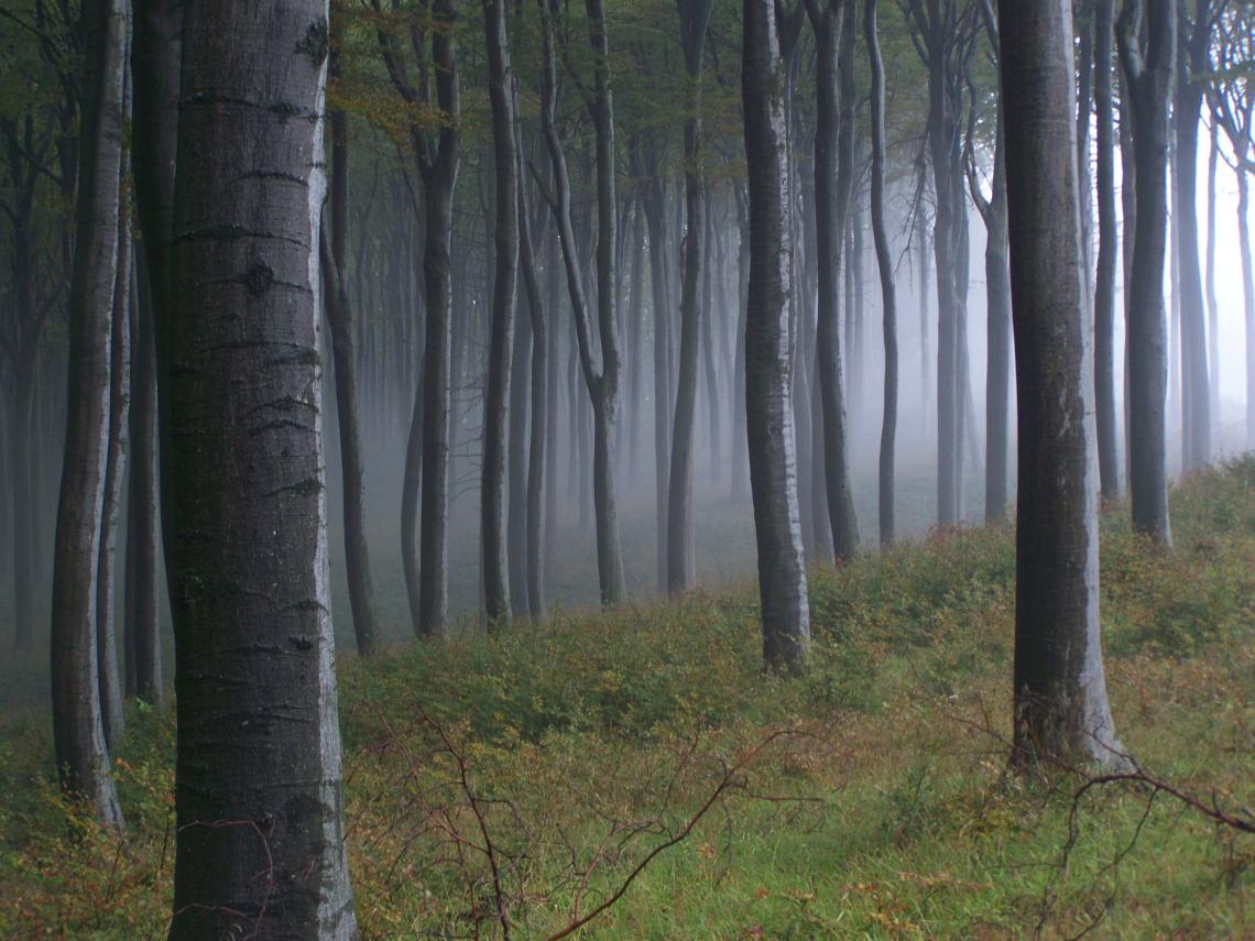 bükk_Fagus_sylvatica