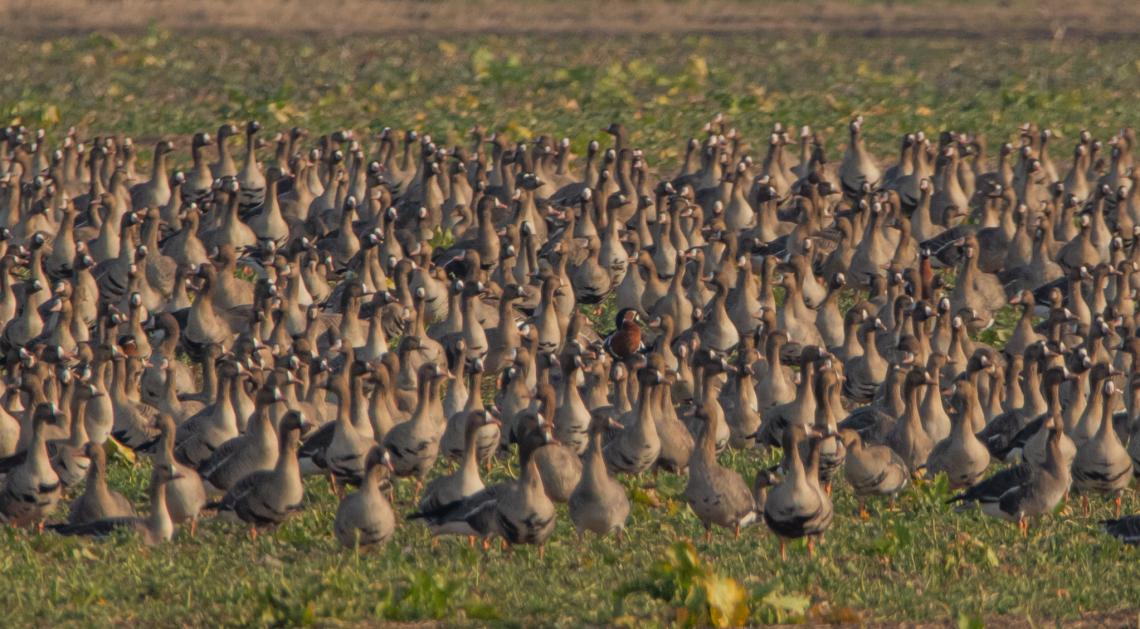 Vörösnyakú ludak a libacsapatban ( Fotó: Ampovics Zsolt)