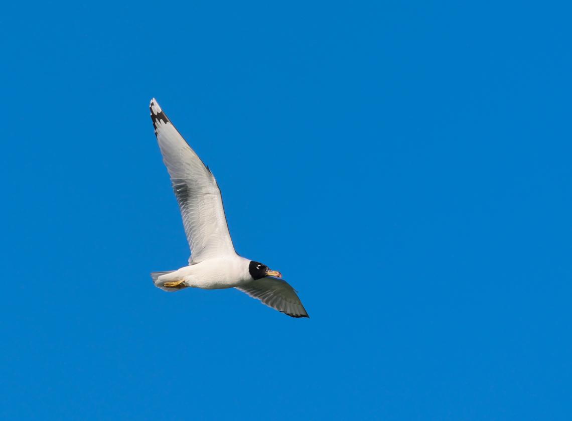 Halászsirály ( Larus ichyaetus) a Balatonon ( Fotó: Szász Előd)