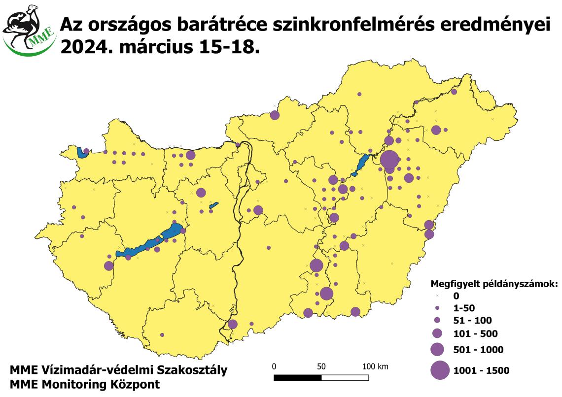 A 2024. évi tavaszi barátréce szinkronfelmérés eredményei
