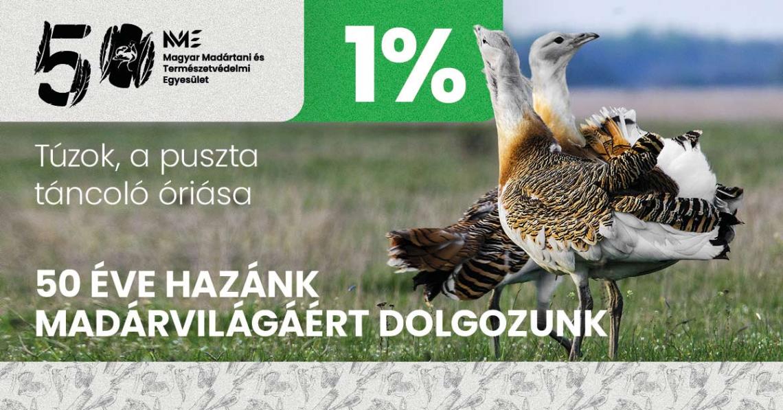 Támogassa adója 1%-ával természetvédelmi munkánkat! Túzok, a puszta táncoló óriása a