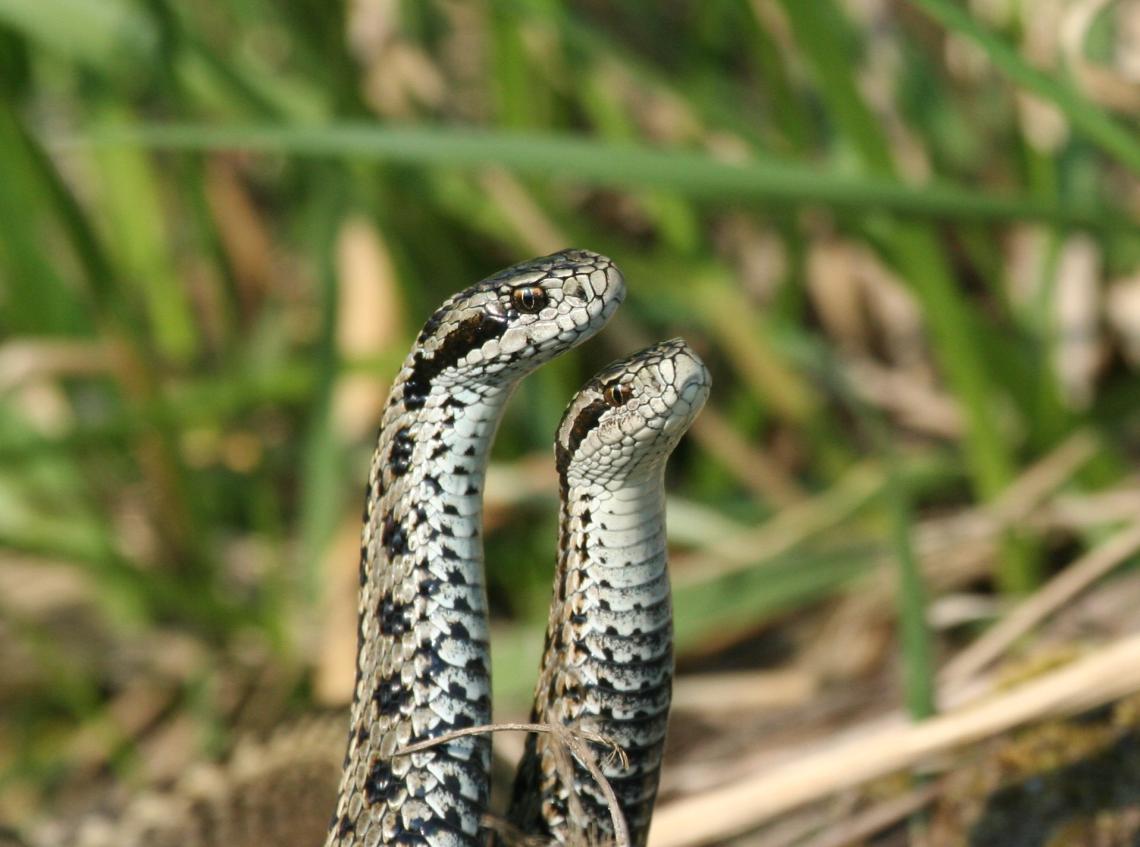 Rákosi vipera_fotó_Orbán Zoltán