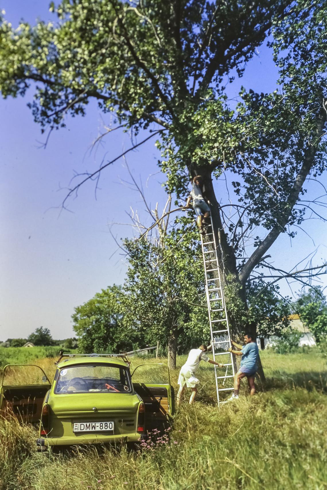 Szalakóta odú  ellenőrzése az 1990-es években ( Fotó: Molnár Gyula)