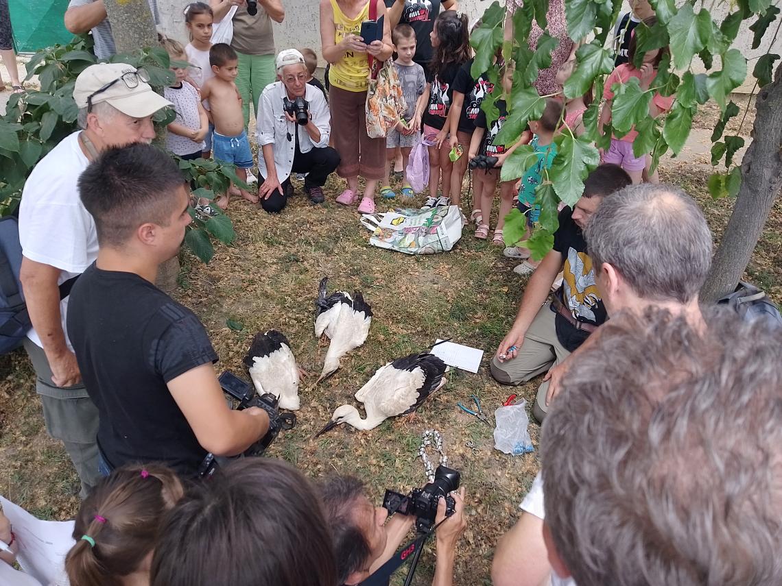 Fehér gólya gyűrűzés a szerbiai Tiszatarróson (Taraš) ( Fotó: Barkoci Vilmos)