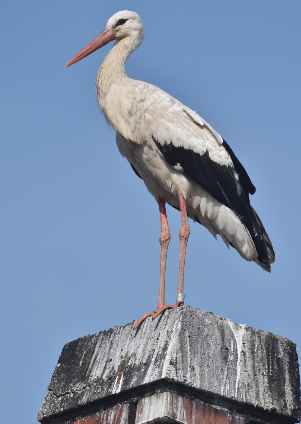 A rábapatonai korrekorder fehér gólya (Ciconia ciconia). Fotó: Pitó Andor