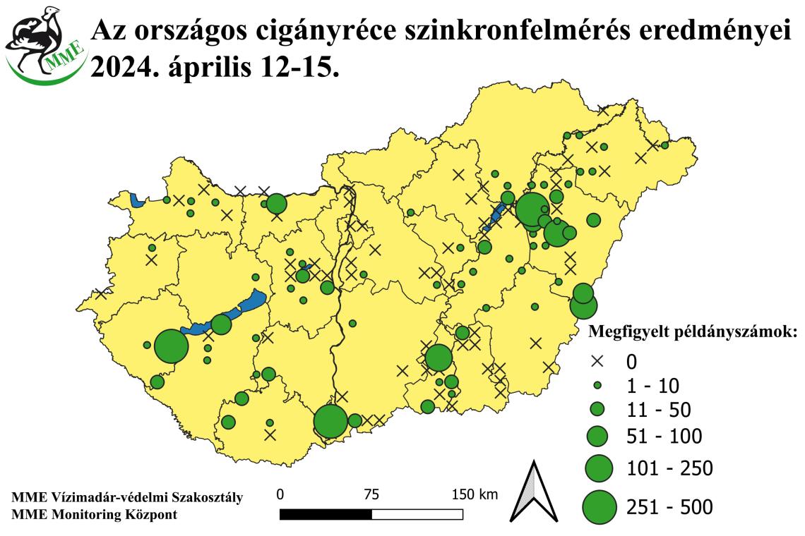 Az országos cigányréce felmérés eredményei (2024. április 12-15.)