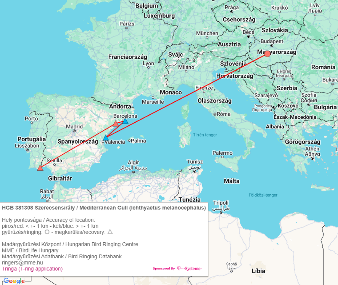 A 21 éves szerecsensirály megkerülési térképe (Madárgyűrűzési Központ)