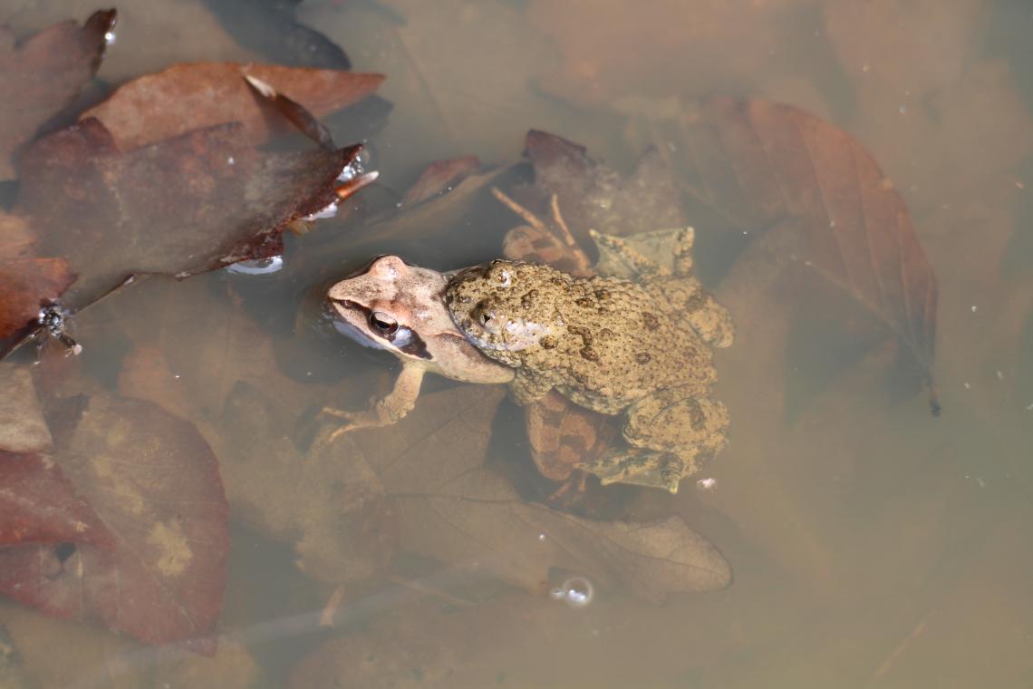 Néha eltévedt amplexus is előfordul, ezen a képen erdei békával. (Fotó: Vörös Judit)