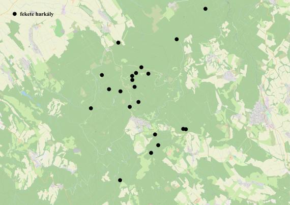 Fekete harkály revírek a Magas-Bakonyban (Készítette: Pitó Andor)