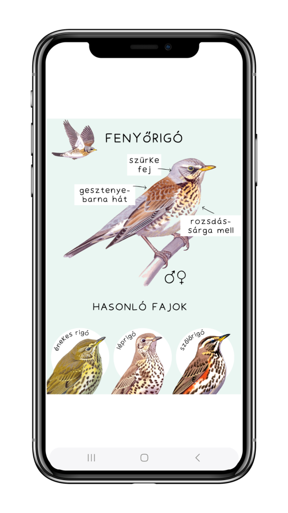 téli madárles határozó telefon makett3