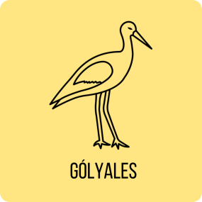 gólyales